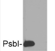 PsbI | Small subunit I of PSII (cyanobacterial) in the group Antibodies Plant/Algal  / Photosynthesis  / PSII (Photosystem II) at Agrisera AB (Antibodies for research) (AS10 692)